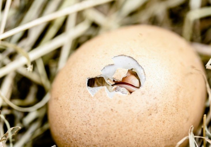 Photo of a chick hatching from an egg that is laying in straw. For the organisational resilience blog